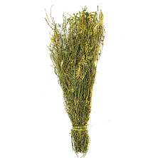 Веник Донник